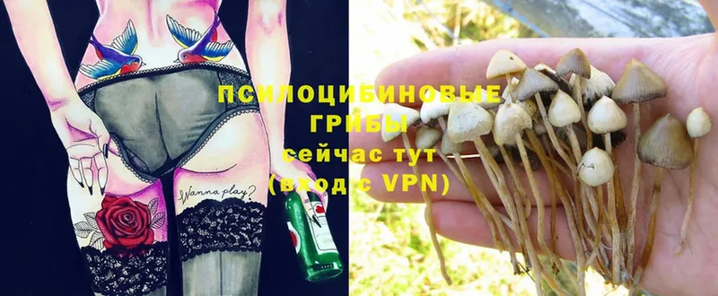 Галлюциногенные грибы MAGIC MUSHROOMS  Новосиль 